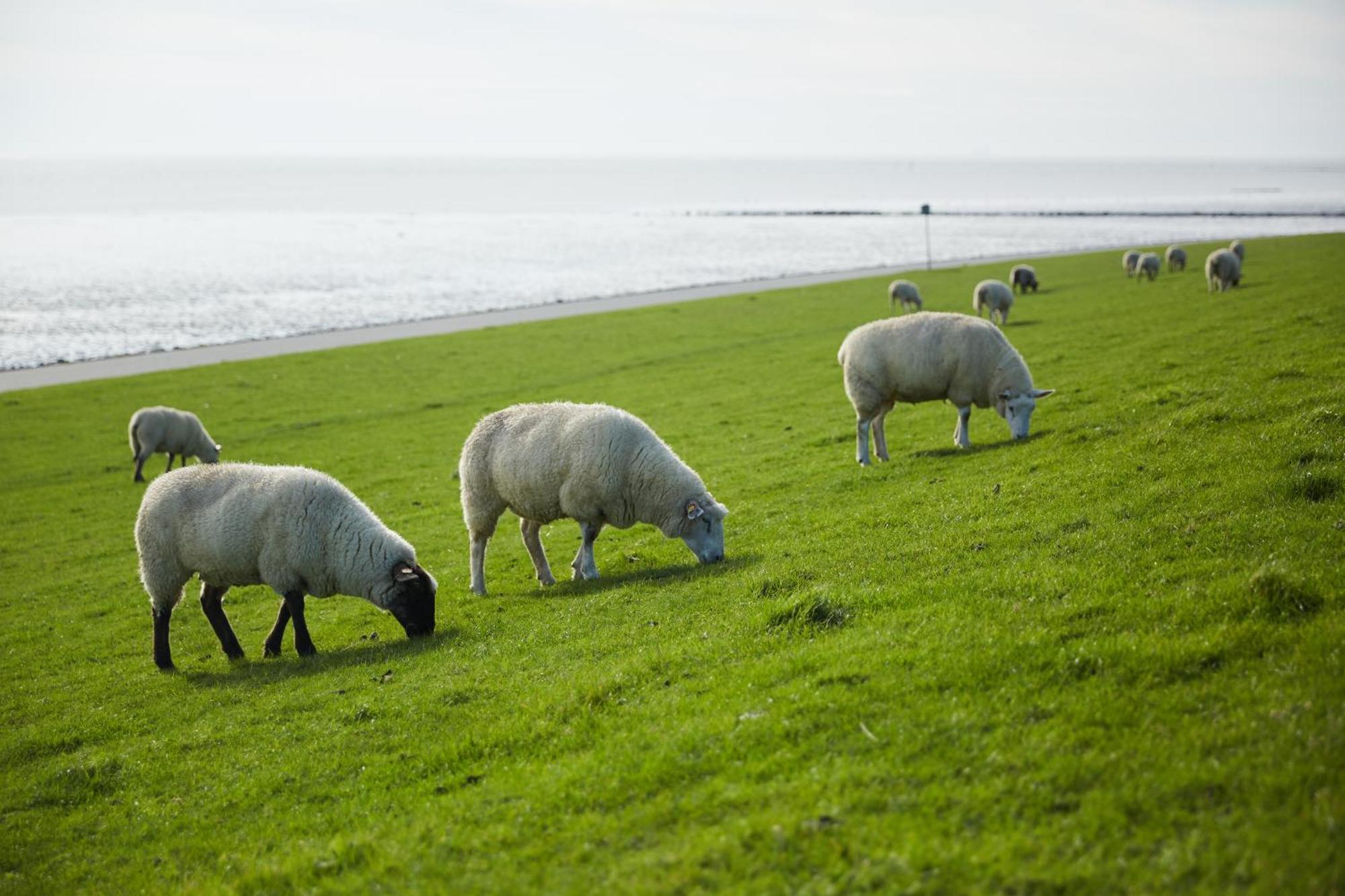 Strandhotel Salty Büsum Екстериор снимка